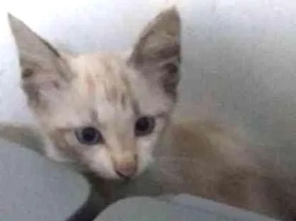 Gato ra a Sem raça definida idade 2 a 6 meses nome Cereja