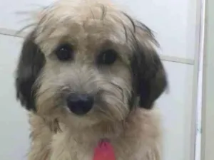 Cachorro raça Poodle  idade 7 a 11 meses nome Ted 
