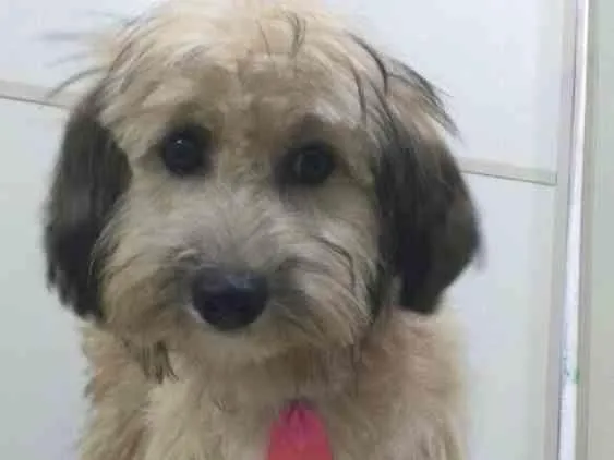 Cachorro ra a Poodle  idade 7 a 11 meses nome Ted 