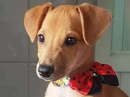 Cachorro ra a SRD idade 2 a 6 meses nome Pandora