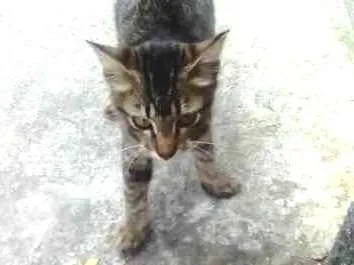 Gato ra a não se sabe idade 2 a 6 meses nome Nicky