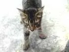 Gato raça não se sabe idade 2 a 6 meses nome Nicky