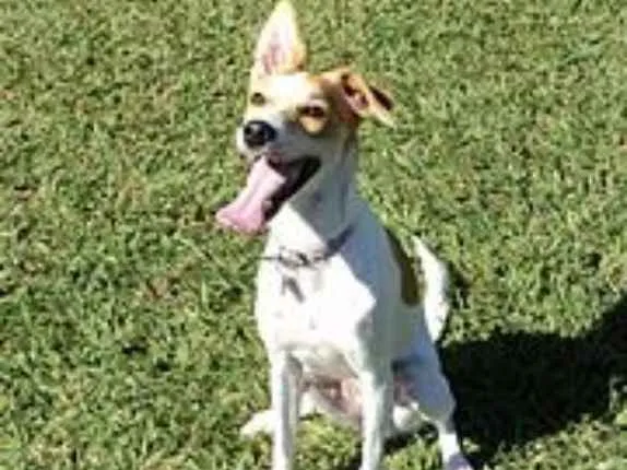 Cachorro ra a mestiça idade 2 anos nome princesa
