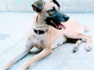 Cachorro raça SRD idade 1 ano nome Maya