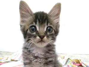 Gato raça Não sei, acho que é mistura idade 2 a 6 meses nome Batman