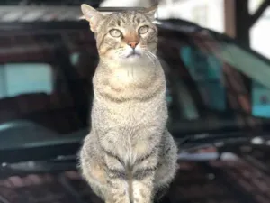 Gato raça Vira lata idade 5 anos nome Messi