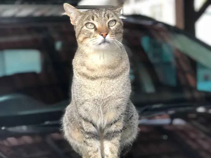 Gato ra a Vira lata idade 5 anos nome Messi