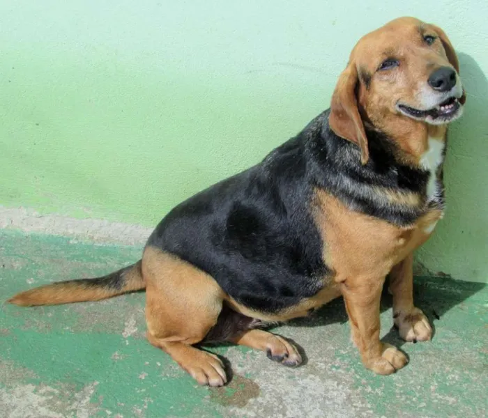 Cachorro ra a Beagle mestiça idade  nome Milena