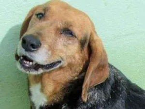 Cachorro raça Beagle mestiça idade  nome Milena