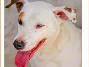 Cachorro raça Pit-Bull idade  nome Milena Pit