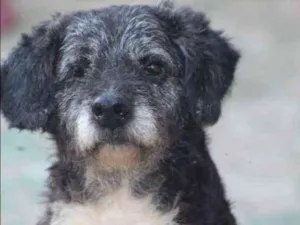 Cachorro raça  idade  nome Scoth Pequeno