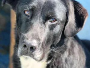 Cachorro raça  idade  nome Ringo