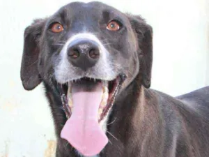 Cachorro raça  idade  nome Pierre