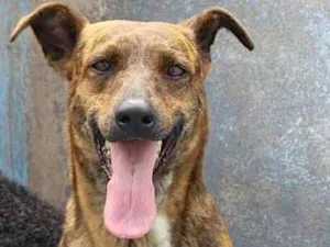 Cachorro raça  idade  nome Adele