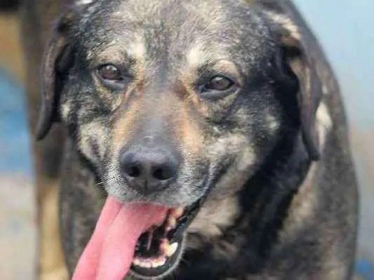 Cachorro ra a  idade  nome Airon