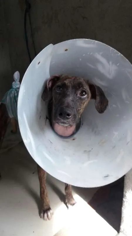 Cachorro ra a Mestiça de Fila com SRD idade 7 a 11 meses nome Sansa