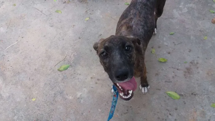 Cachorro ra a Mestiça de Fila com SRD idade 7 a 11 meses nome Sansa