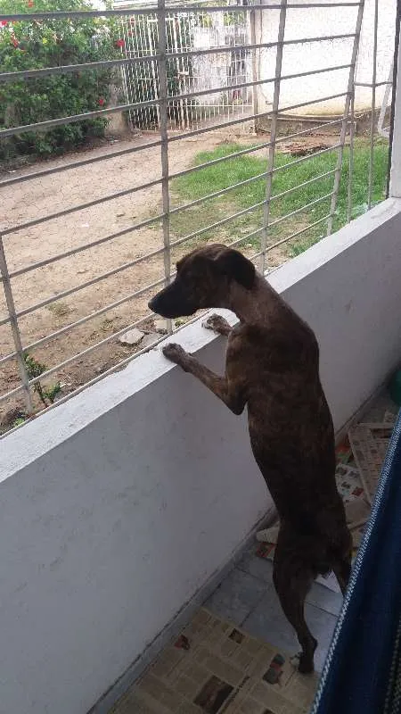 Cachorro ra a Mestiça de Fila com SRD idade 7 a 11 meses nome Sansa