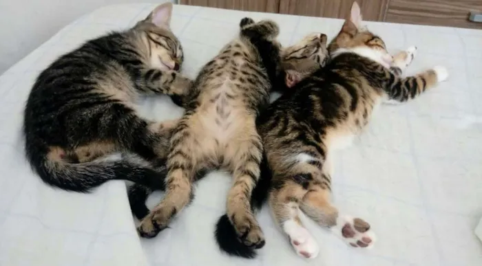 Gato raça Srd idade 2 a 6 meses nome Loguinho(a)e Clara