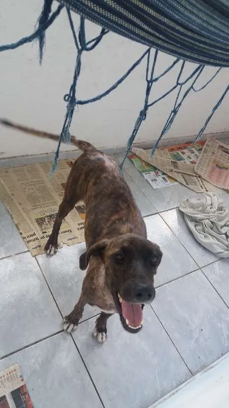 Cachorro ra a Mestiça de Fila com SRD idade 7 a 11 meses nome Sansa