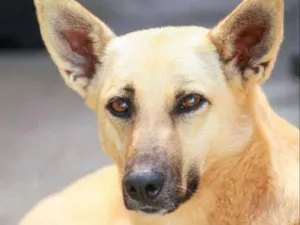 Cachorro raça  idade  nome Lilly