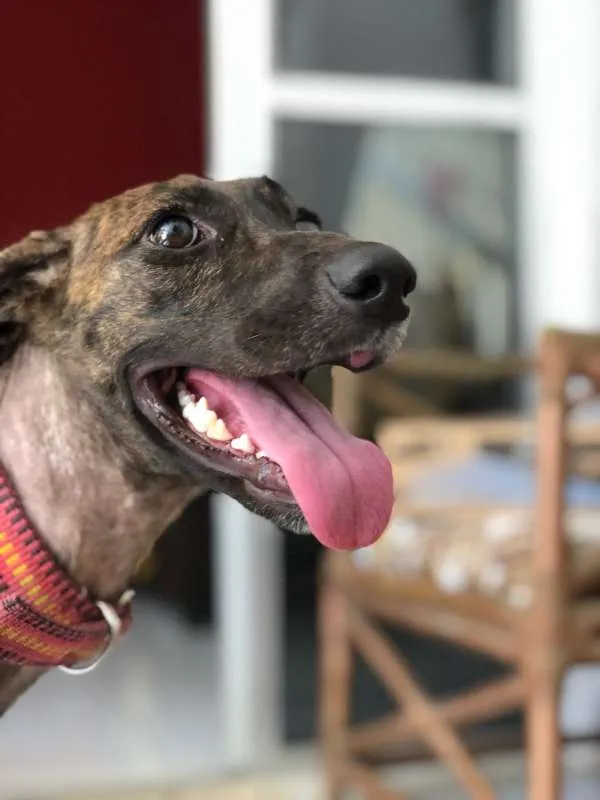 Cachorro ra a Mestiça de Fila com SRD idade 7 a 11 meses nome Sansa