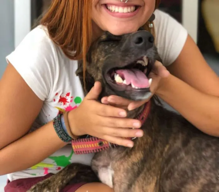 Cachorro ra a Mestiça de Fila com SRD idade 7 a 11 meses nome Sansa