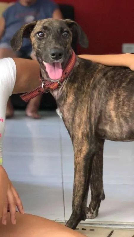 Cachorro ra a Mestiça de Fila com SRD idade 7 a 11 meses nome Sansa