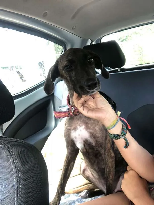 Cachorro ra a Mestiça de Fila com SRD idade 7 a 11 meses nome Sansa