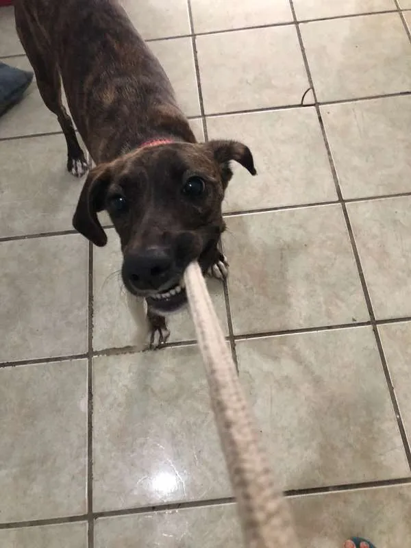 Cachorro ra a Mestiça de Fila com SRD idade 7 a 11 meses nome Sansa