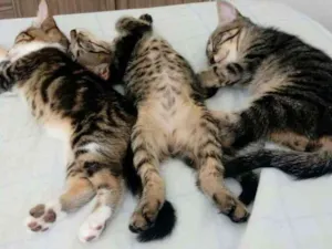 Gato raça Srd idade 2 a 6 meses nome Loguinho(a)e Clara