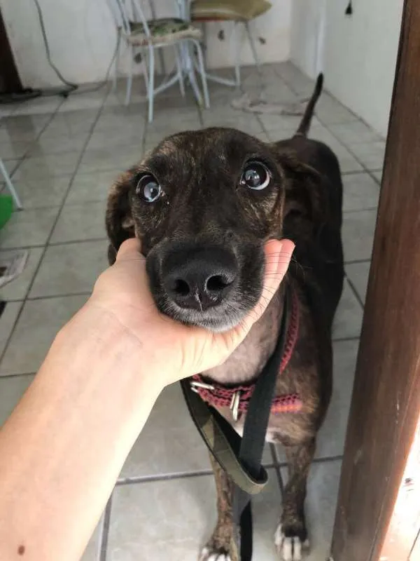 Cachorro ra a Mestiça de Fila com SRD idade 7 a 11 meses nome Sansa