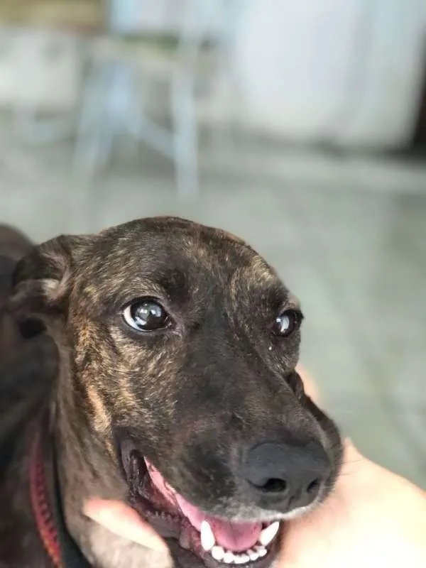 Cachorro ra a Mestiça de Fila com SRD idade 7 a 11 meses nome Sansa
