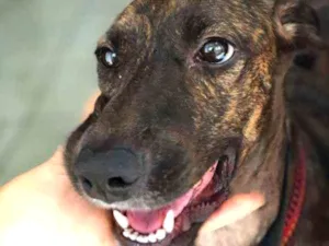 Cachorro raça Mestiça de Fila com SRD idade 7 a 11 meses nome Sansa