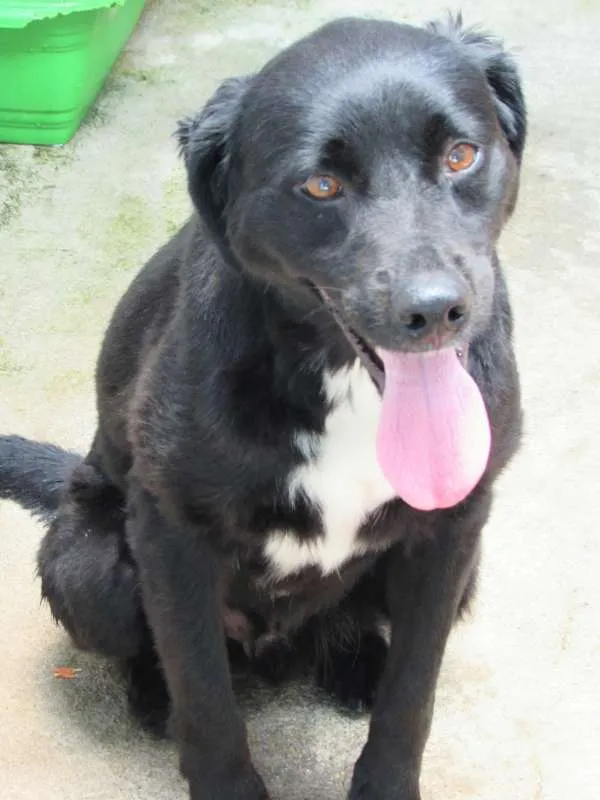 Cachorro ra a  idade  nome Nino