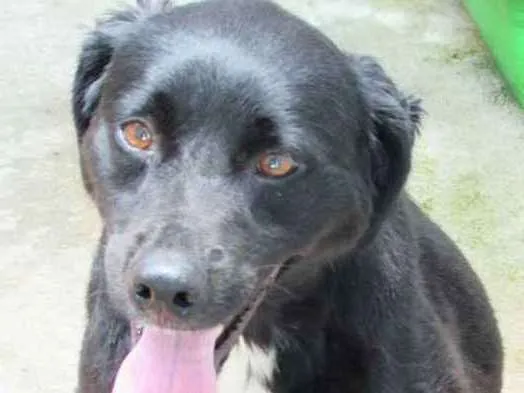 Cachorro ra a  idade  nome Nino