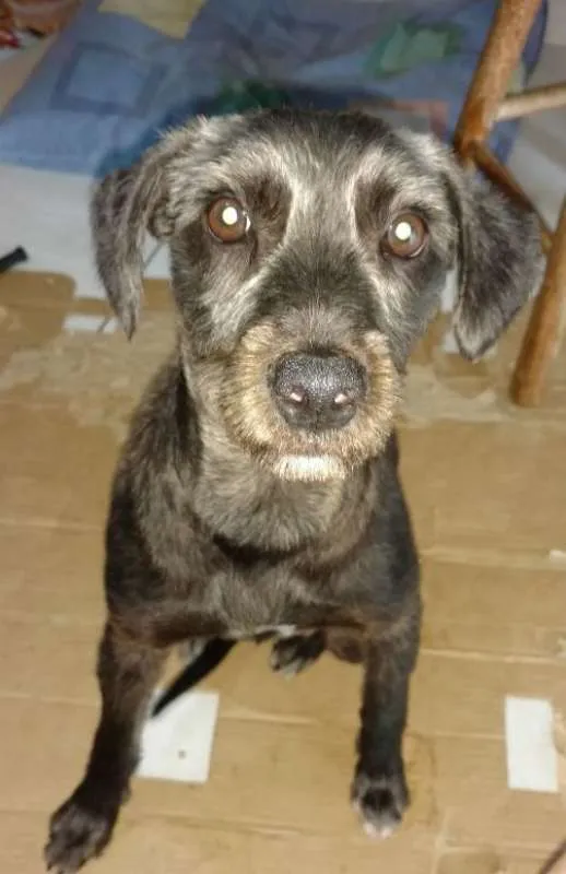 Cachorro ra a Poodle idade 1 ano nome Nina