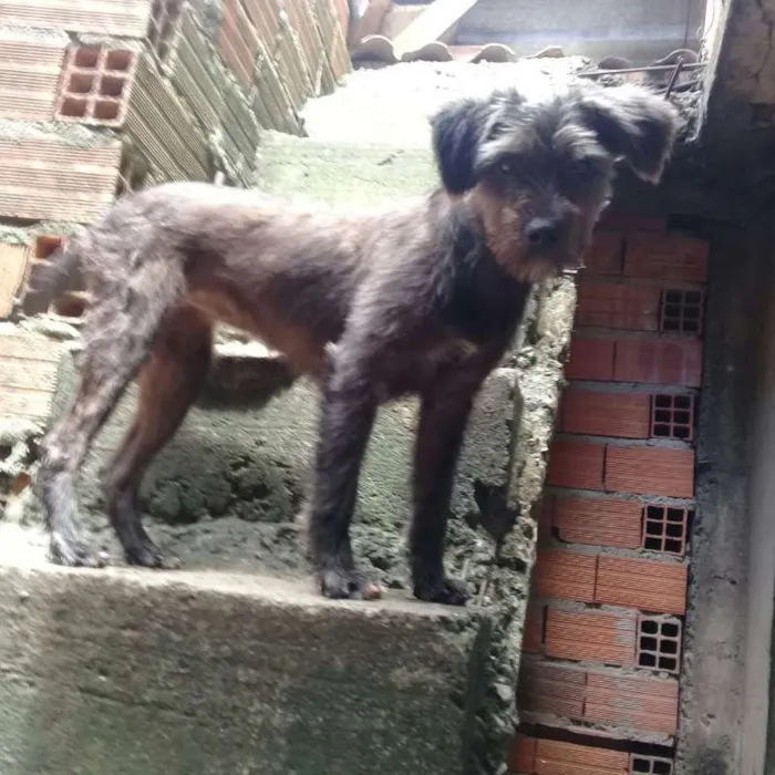 Cachorro ra a Poodle idade 1 ano nome Nina