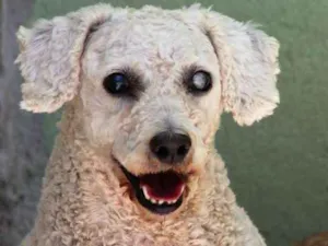 Cachorro raça  idade  nome Pierre Poodle