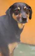 Cachorro raça  idade  nome Danna