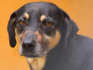 Cachorro raça  idade  nome Danna