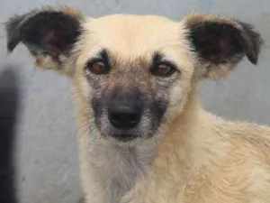 Cachorro raça  idade  nome Sasha Pequena