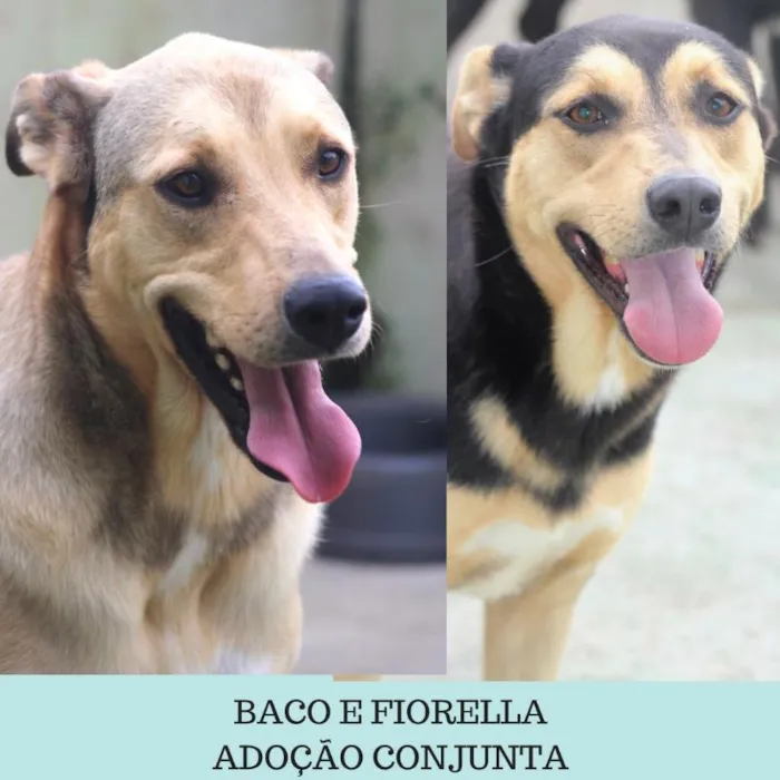 Cachorro ra a  idade  nome Baco e Fiorella