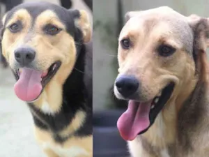 Cachorro raça  idade  nome Baco e Fiorella