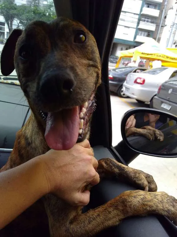 Cachorro ra a Pit-Bull idade 2 anos nome Myla