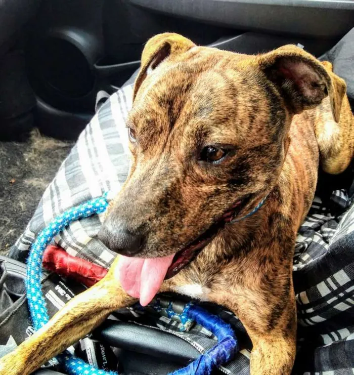 Cachorro ra a Pit-Bull idade 2 anos nome Myla
