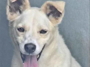 Cachorro raça  idade  nome Argos