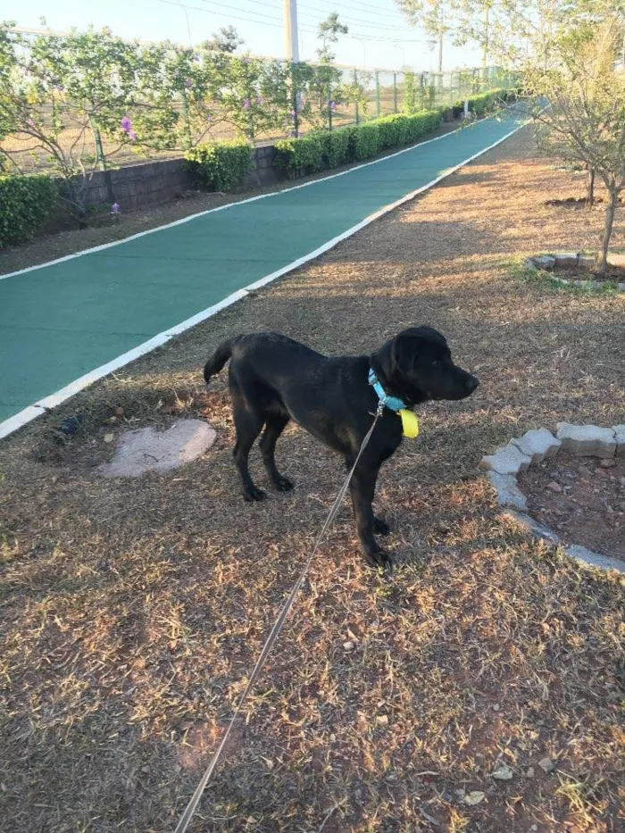 Cachorro ra a Pastor alemão com labrador idade 7 a 11 meses nome Magnus