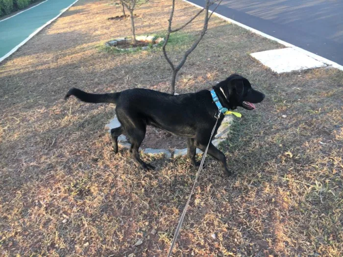 Cachorro ra a Pastor alemão com labrador idade 7 a 11 meses nome Magnus