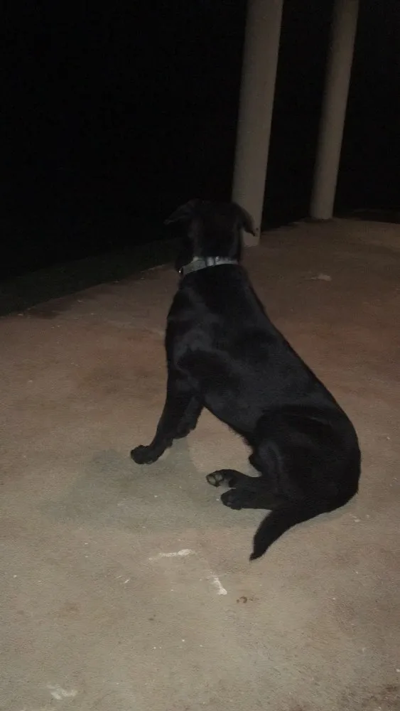 Cachorro ra a Pastor alemão com labrador idade 7 a 11 meses nome Magnus